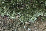 Xanthoparmelia conspersa image