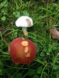 Hypomyces microspermus image