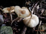 Marasmius nigrodiscus image