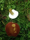 Hypomyces microspermus image