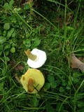 Hypomyces microspermus image