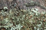 Xanthoparmelia viriduloumbrina image