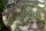 Xanthoparmelia viriduloumbrina image