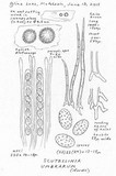 Scutellinia umbrorum image