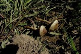 Cortinarius decipiens image