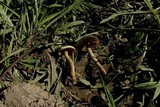 Cortinarius decipiens image