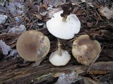 Polyporus ciliatus image