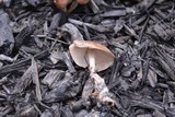 Gymnopus luxurians image