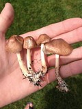 Gymnopus luxurians image