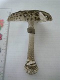 Amanita spissacea image
