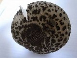 Amanita spissacea image