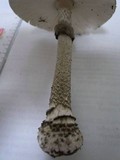 Amanita spissacea image