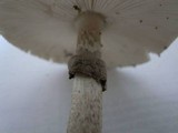 Amanita spissacea image