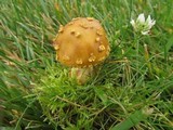 Amanita flavorubens image