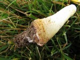Amanita flavorubens image