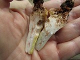 Amanita flavorubens image