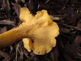 Cantharellus lateritius image