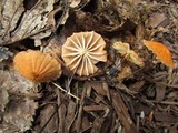 Marasmius siccus image