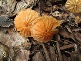 Marasmius siccus image