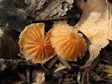 Marasmius siccus image