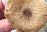 Xerula furfuracea image
