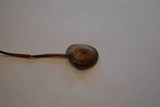 Panaeolus cinctulus image