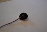 Panaeolus cinctulus image