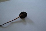 Panaeolus cinctulus image