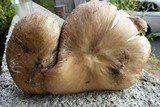 Megacollybia rodmani image