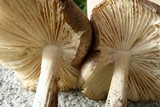 Megacollybia rodmani image