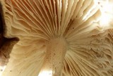Megacollybia rodmani image