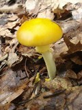Amanita elongata image