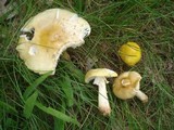 Amanita flavorubens image
