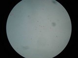 Amanita elongata image