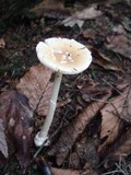Amanita praecox image