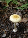 Amanita praecox image