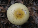 Amanita praecox image