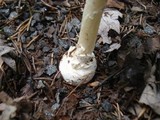 Amanita praecox image
