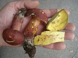 Baorangia bicolor image