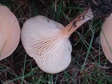 Clitocybe squamulosa image