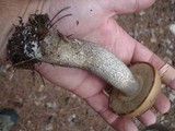 Leccinum vulpinum image