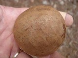 Leccinum vulpinum image