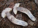 Leccinum vulpinum image