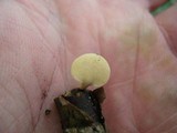 Polyporus leptocephalus image
