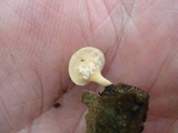 Polyporus leptocephalus image