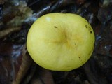 Russula lutea image