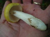 Russula lutea image