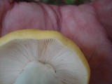 Russula lutea image