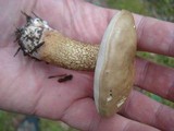 Tylopilus felleus image