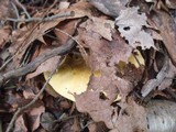 Russula lutea image